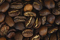 Coffee beans Bio Mexico Maragogype, roasted (Coffea arabica)