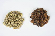 Coffee beans Bio Mexico Maragogype, raw and roasted (Coffea arabica)
