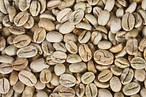 Coffee beans India Monsooned Malabar, raw (Coffea arabica)