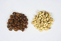 Coffee beans India Monsooned Malabar, raw and roasted (Coffea arabica)