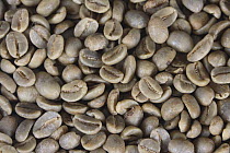 Coffee beans Jamaica Blue Mountain, raw (Coffea arabica)