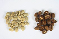 Coffee beans Jamaica Blue Mountain, raw and roasted (Coffea arabica)