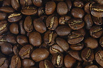 Coffee beans Jamaica Blue Mountain, roasted  (Coffea arabica)