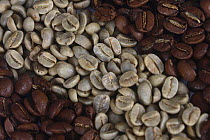 Coffee beans Jamaica Blue Mountain, raw and roasted (Coffea arabica)