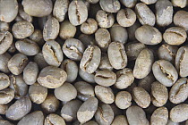 Coffee beans India Pearl Mountain, raw (Coffea arabica)