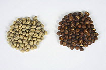 Coffee beans India Pearl Mountain, raw and roasted (Coffea arabica)