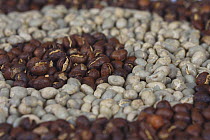 Coffee beans India Pearl Mountain, raw and roasted (Coffea arabica)