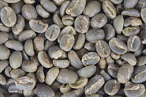 Coffee beans Ethiopia, Yirgacheffe, raw (Coffea arabica)