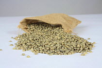 Bag with Coffee beans Ethiopia, Yirgacheffe, raw (Coffea arabica)