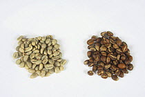 Coffee beans Ethiopia, Yirgacheffe, raw and roasted (Coffea arabica)