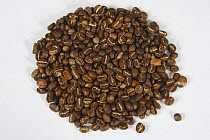 Coffee beans Ethiopia, Yirgacheffe, roasted (Coffea arabica)