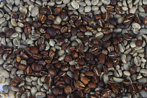 Coffee beans Ethiopia, Yirgacheffe, roasted and raw (Coffea arabica)