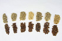 Several varieties of coffee beans, roasted and raw (Coffea arabica)