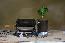 Coffee roaster with a coffee plant, espresso cup with roasted beans and scoop containing raw beans (Coffea arabica)