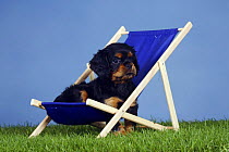 Black and tan Cavalier King Charles Spaniel puppy, 7 weeks, sitting on a deckchair