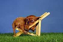 Ruby Cavalier King Charles Spaniel puppy, 7 weeks, lying on a deckchair