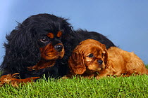 Black and tan Cavalier King Charles Spaniel lying with a ruby puppy, 7 weeks