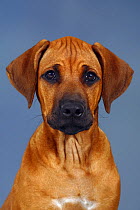 Rhodesian Ridgeback puppy, 3 months, face portrait