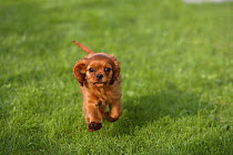 Ruby Cavalier King Charles Spaniel puppy, 10 weeks, running