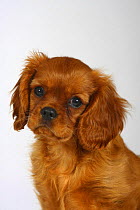 Ruby Cavalier King Charles Spaniel puppy, 11 weeks, face portrait