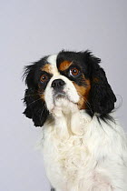 Tricolour Cavalier King Charles Spaniel with the hair on its the ears cut short