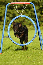 Mixed Breed Dog jumping through a hoop