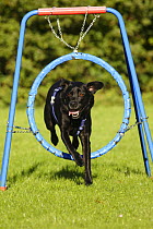 Labrador Retriever wearing a harness, jumping through a hoop