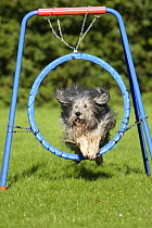 Polish Lowland Sheepdog / Polski Owcarek Nizinny jumping through a hoop