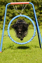 Schapendoes jumping through a hoop