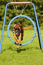German Boxer wearing a harness, jumping through a hoop