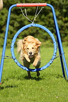 Golden Retriever jumping through a hoop