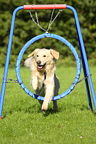 Golden Retriever running through a hoop