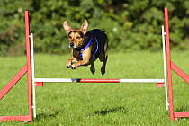 Mixed Breed Dog wearing a harness, jumping over a hurdle / jump