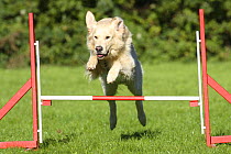 Golden Retriever jumping over a hurdle / jump