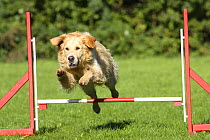 Golden Retriever jumping over a hurdle / jump