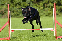 Black Labrador Retriever wearing a harness, jumping over a hurdle / jump