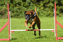 German Boxer wearing a harness, jumping over a hurdle / jump