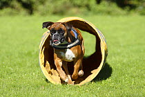 German Boxer wearing a harness and running through a tunnel