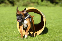 German Boxer wearing a harness and running through a tunnel