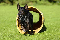 Mixed Breed Dog running through a tunnel