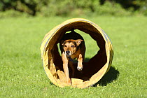 Mixed Breed Dog running through a tunnel