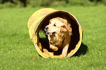 Golden Retriever running through a tunnel