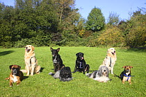German Boxer, Golden Retriever, Mixed Breed Dogs, Schapendoes, Polish Lowland Sheepdog and Labrador Retriever