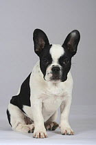 Ticked pied French Bulldog puppy, 3 months, sitting portrait