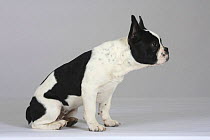 Ticked pied French Bulldog puppy, 3 months, sitting in profile, leaning forward