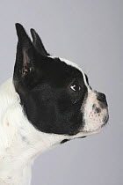 Ticked pied French Bulldog puppy, 3 months, face in profile