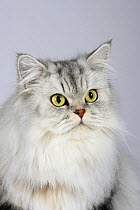 British Longhair Cat (classic black and silver tabby with gold eyes)