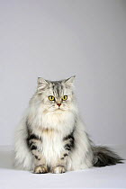 British Longhair Cat (classic black and silver tabby with gold eyes) sitting portrait