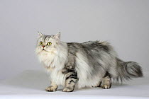 British Longhair Cat (classic black and silver tabby with gold eyes) standing