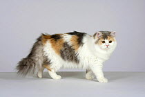 British Longhair Cat (blue, cream and white with copper eyes) walking